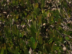 Myrceugenia rufa