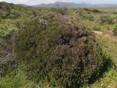 Myrceugenia rufa
