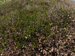 Myrceugenia rufa