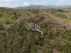 Myrceugenia rufa