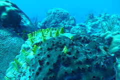 Siphonodictyon coralliphagum