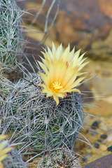 Coryphantha