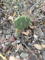 Opuntia engelmannii