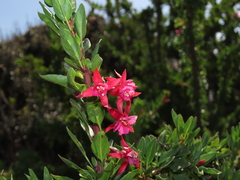 Fuchsia lycioides