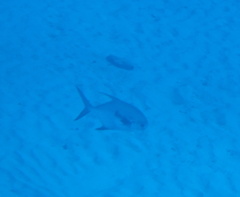 Trachinotus falcatus