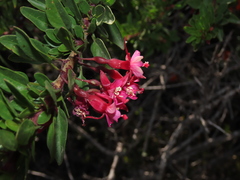 Fuchsia lycioides