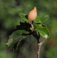 Heteroecus pacificus