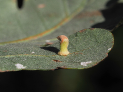 Atrusca clavuloides