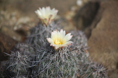 Coryphantha