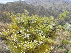 Brunia noduliflora