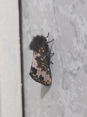 Xanthopastis timais