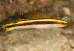 Trachinops taeniatus