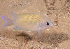 Mecaenichthys immaculatus