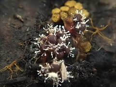 Polycephalomyces tomentosus