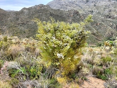 Brunia noduliflora