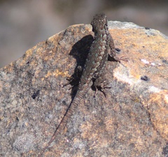 Sceloporus occidentalis occidentalis