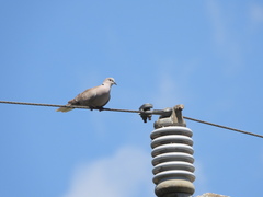 Streptopelia decaocto