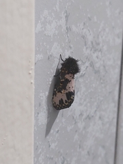 Xanthopastis timais