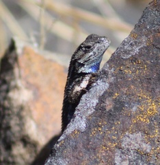 Sceloporus occidentalis occidentalis