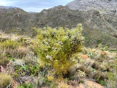 Brunia noduliflora