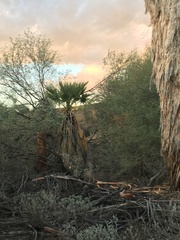 Washingtonia filifera
