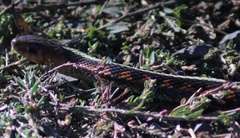 Thamnophis sirtalis concinnus