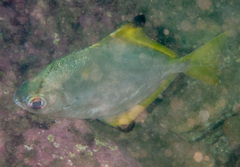 Monodactylus argenteus