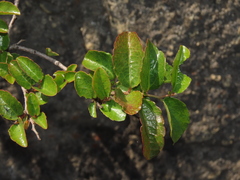 Azara petiolaris