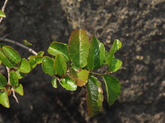 Azara petiolaris