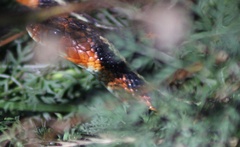 Thamnophis sirtalis concinnus