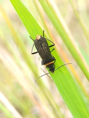Chauliognathus lugubris