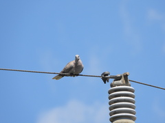 Streptopelia decaocto