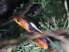 Thamnophis sirtalis concinnus