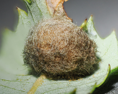 Disholandricus lasius