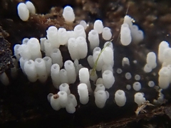 Henningsomyces