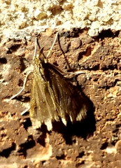 Microtheoris ophionalis