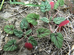 Erodium texanum