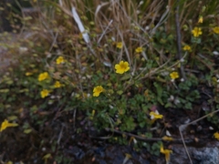 Erythranthe glabrata