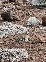 Alectoris chukar
