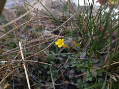 Erythranthe glabrata