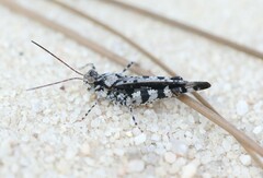 Spharagemon marmorata