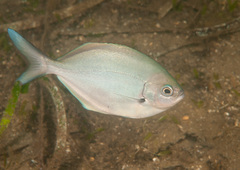 Scorpis lineolata