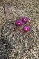 Ferocactus latispinus