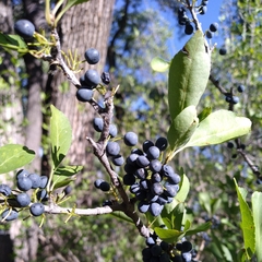 Forestiera pubescens