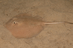 Trygonoptera testacea