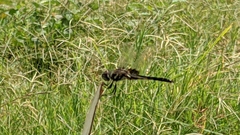 Macrodiplax balteata