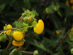 Calceolaria ascendens