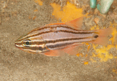 Ostorhinchus limenus