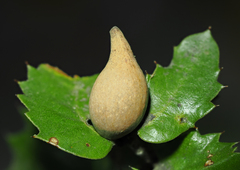 Heteroecus pacificus