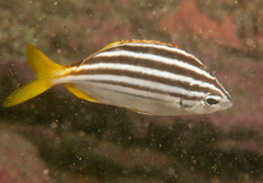 Atypichthys strigatus